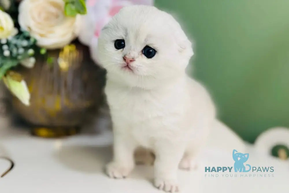 Harlye Scottish Fold male black silver chinchilla live animals