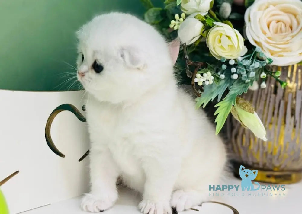 Harlye Scottish Fold male black silver chinchilla live animals