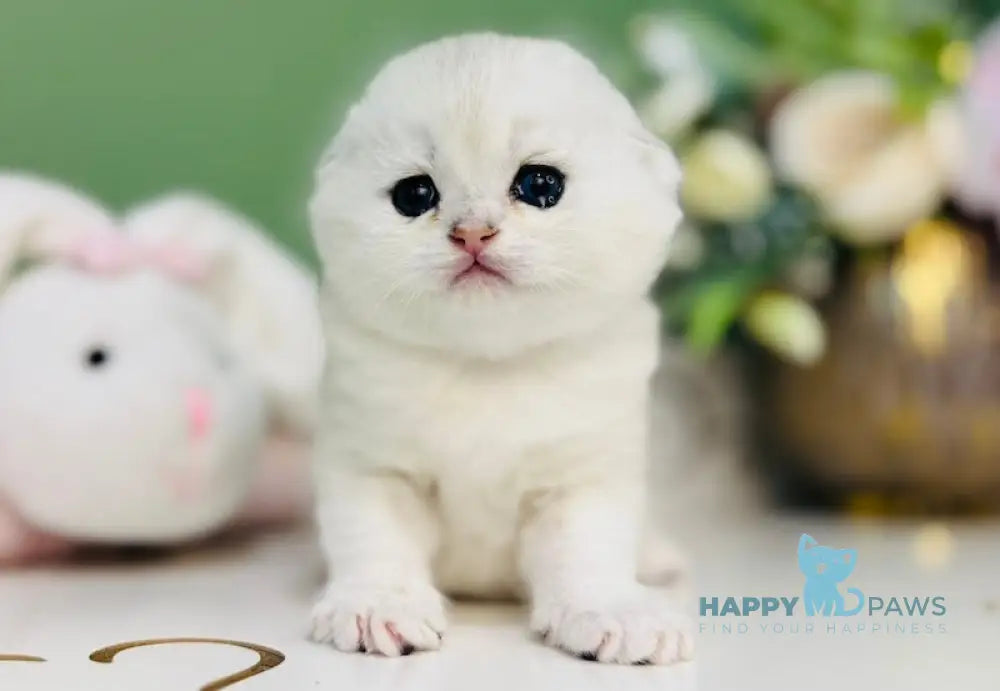 Harlye Scottish Fold male black silver chinchilla live animals