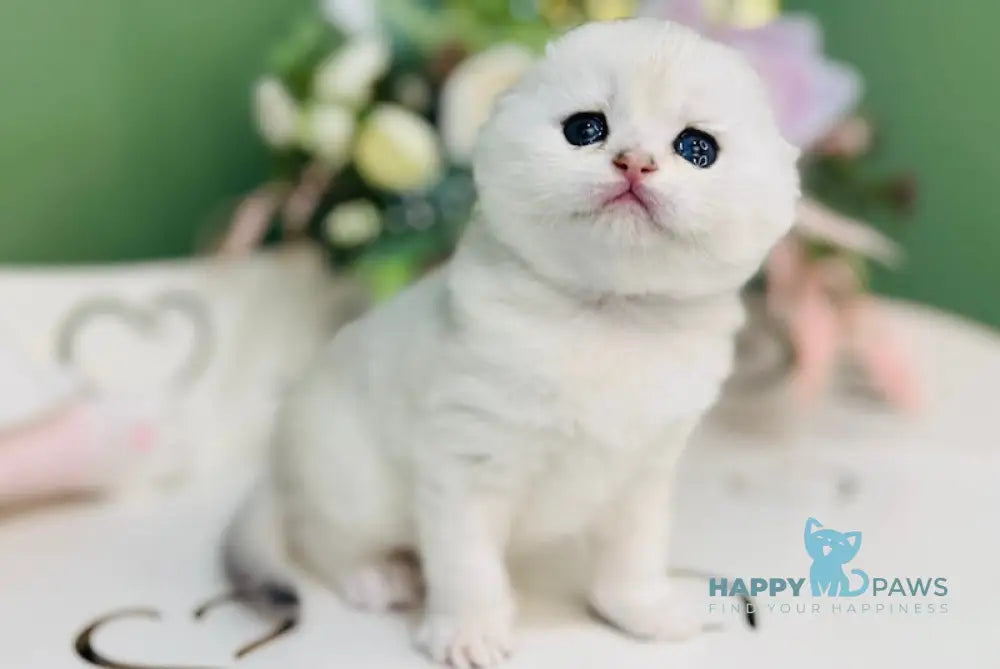 Harlye Scottish Fold male black silver chinchilla live animals