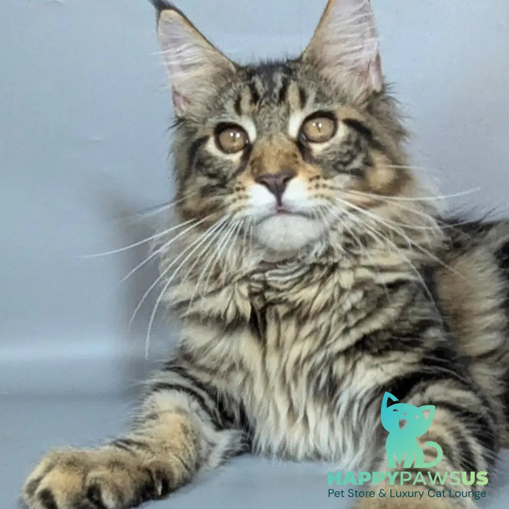 Harold Maine Coon male black tabby - live animals