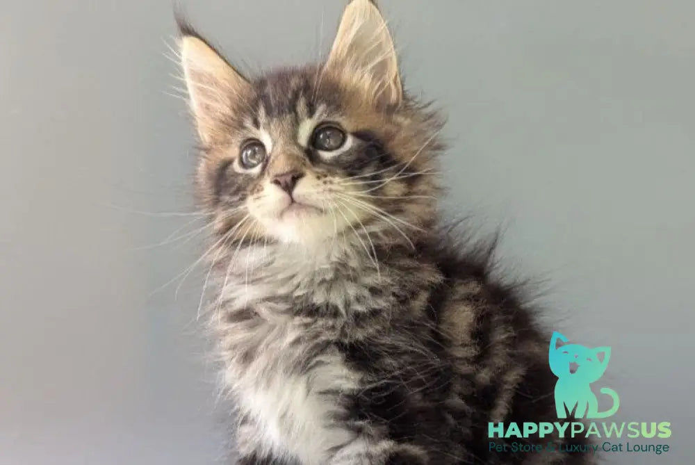 Harold Maine Coon male black tabby - live animals