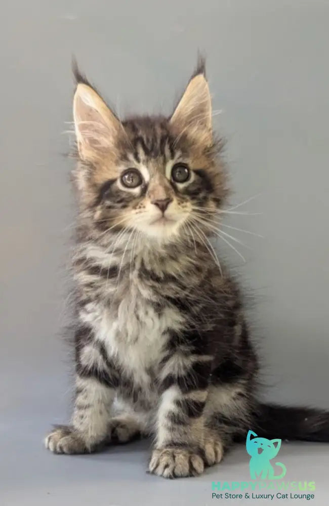 Harold Maine Coon male black tabby - live animals