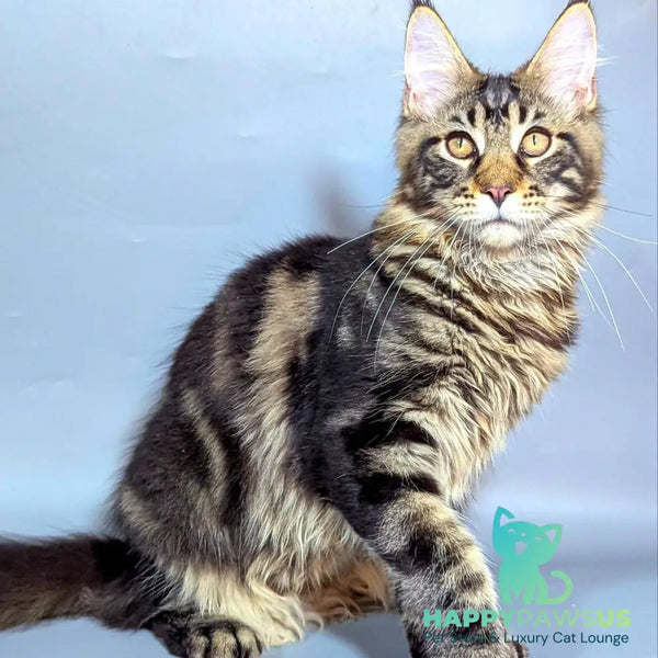 Harold Maine Coon male black tabby - live animals