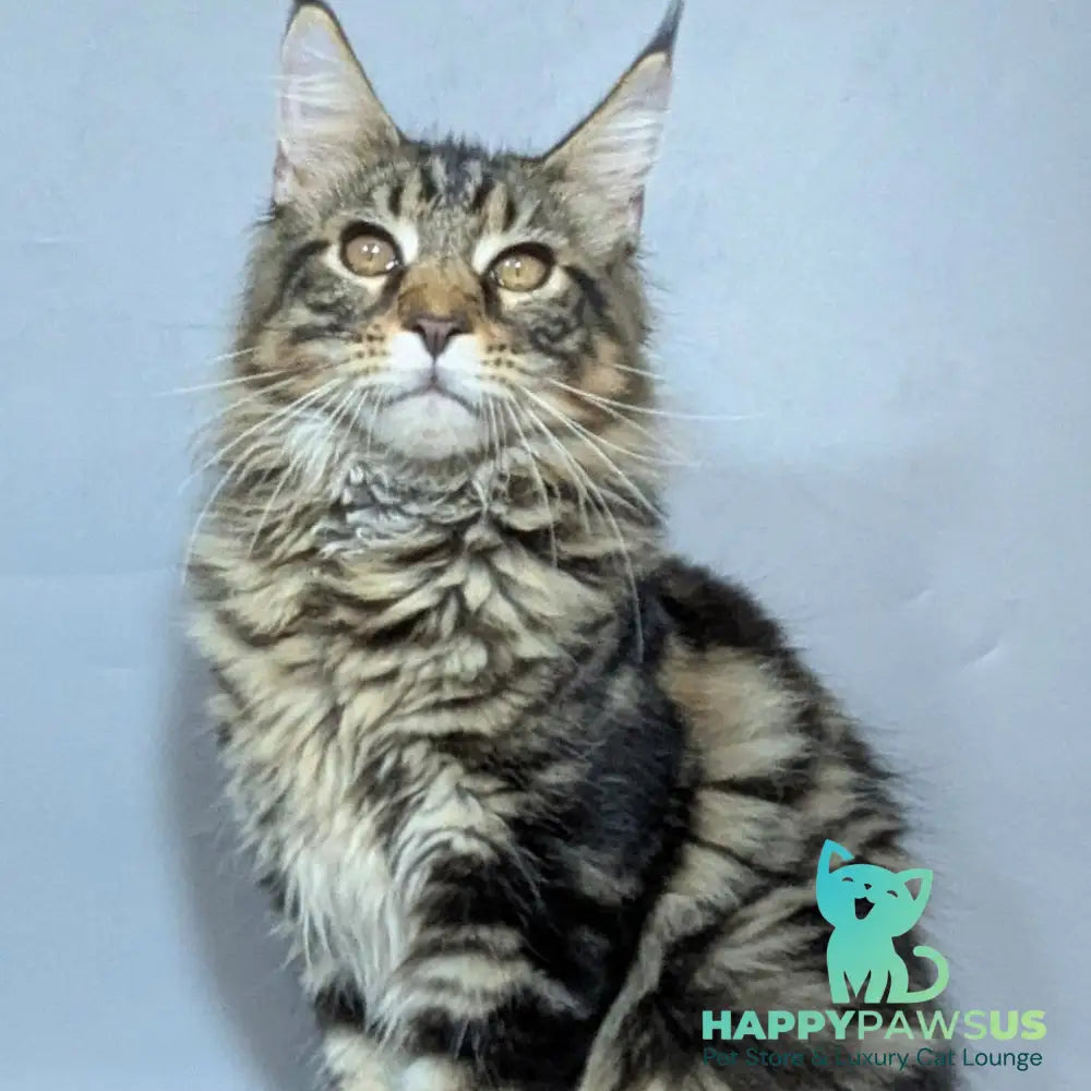 Harold Maine Coon male black tabby - live animals