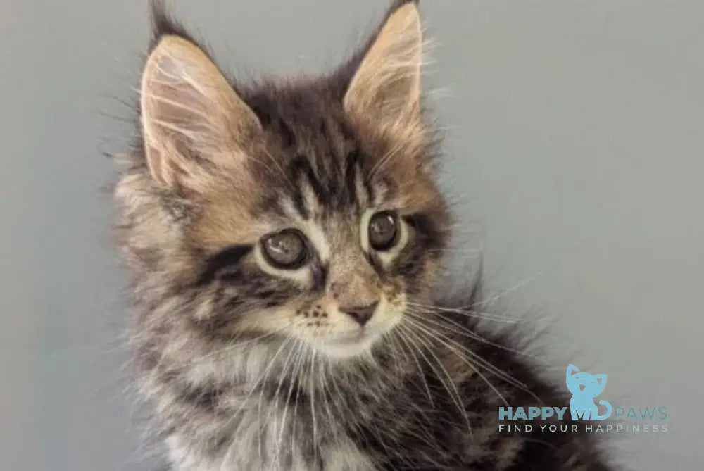 Harold Maine Coon male black tabby - live animals