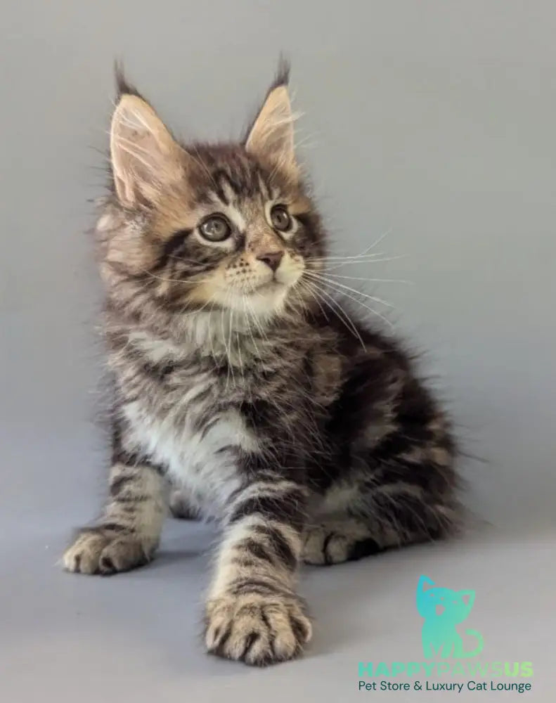 Harold Maine Coon male black tabby - live animals