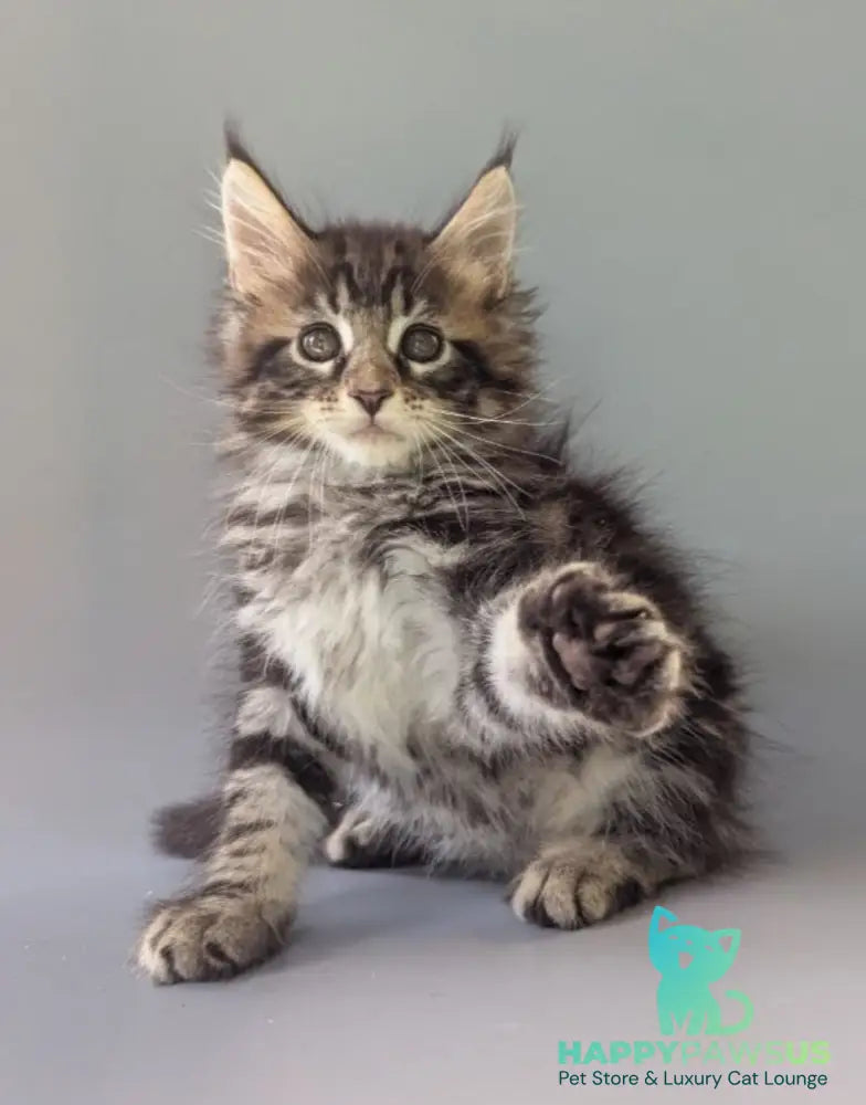 Harold Maine Coon male black tabby - live animals