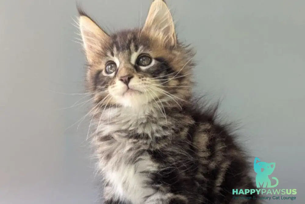 Harold Maine Coon male black tabby - live animals