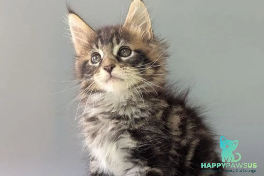 Harold Maine Coon male black tabby - live animals