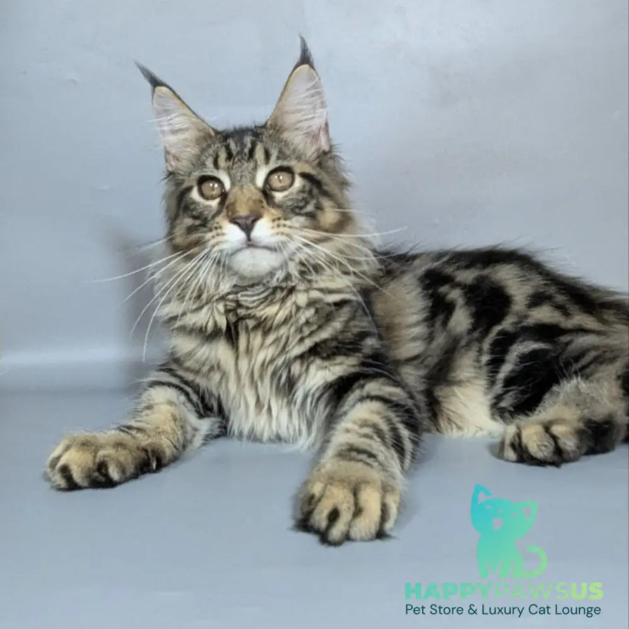 Harold Maine Coon male black tabby - live animals