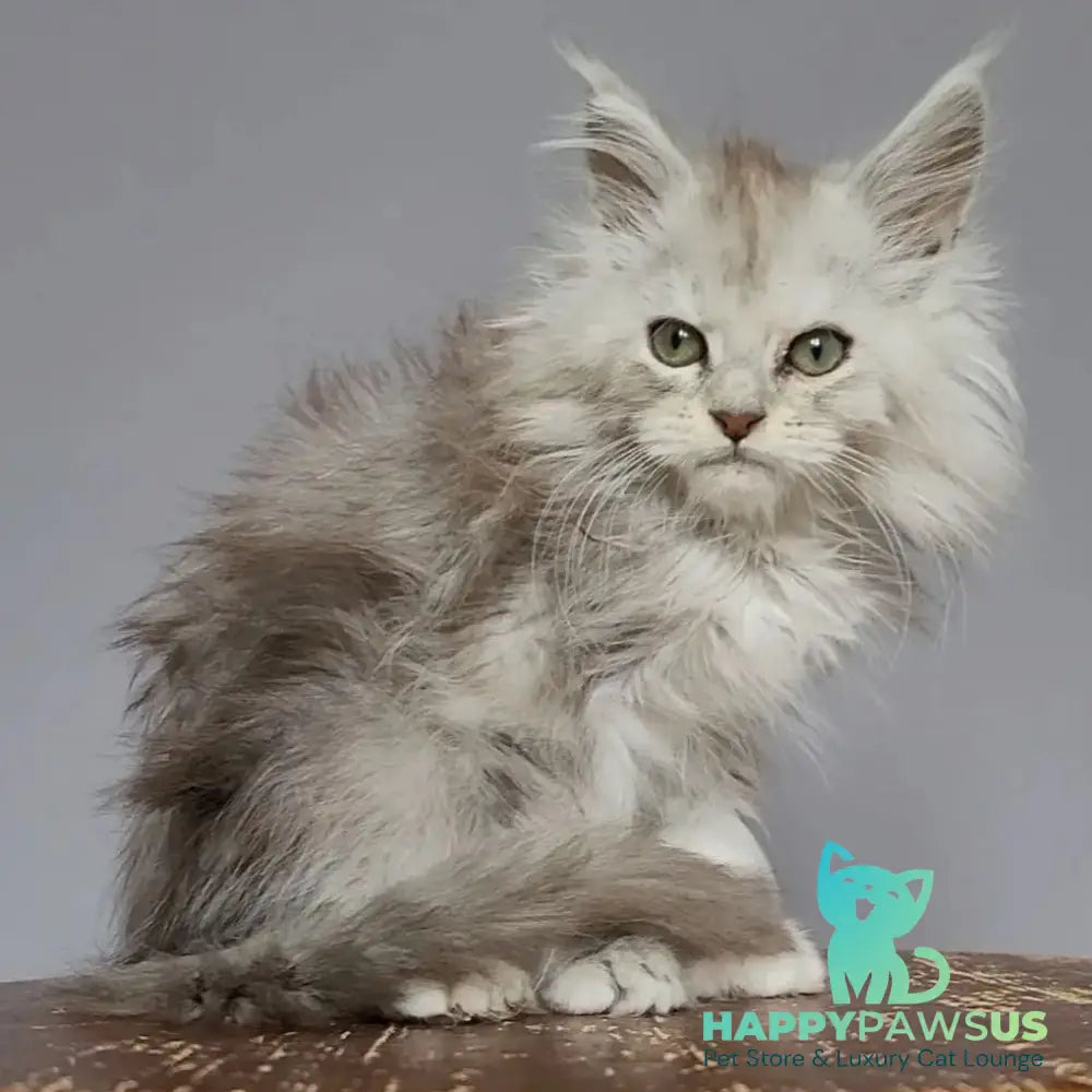 Harold Maine Coon polydactyl 6x6x6x6 male black silver tabby - live animals