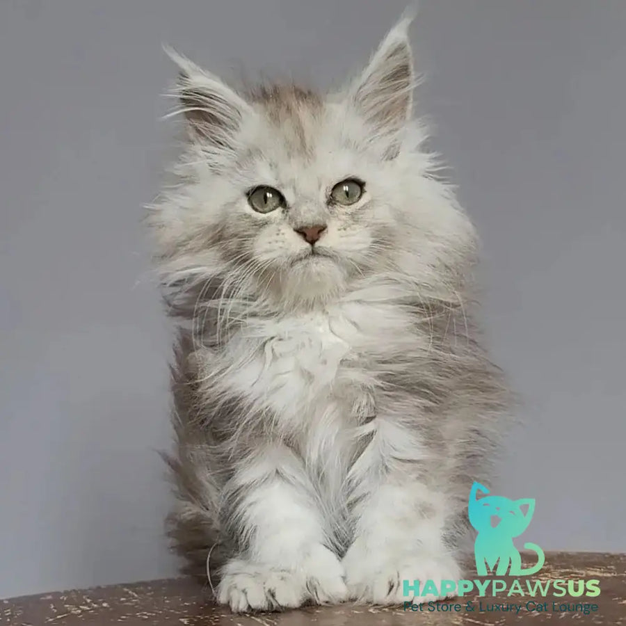 Harold Maine Coon polydactyl 6x6x6x6 male black silver tabby - live animals