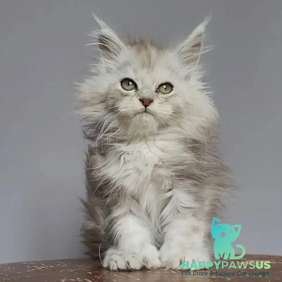 Harold Maine Coon polydactyl 6x6x6x6 male black silver tabby - live animals