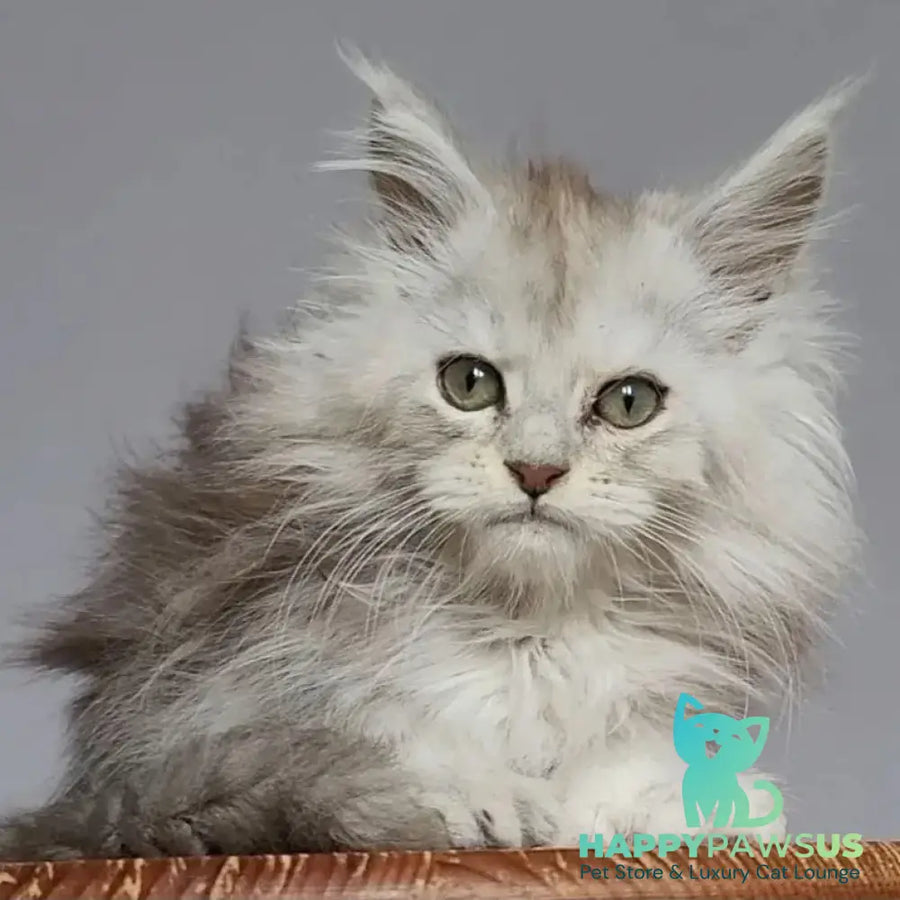 Harold Maine Coon polydactyl 6x6x6x6 male black silver tabby - live animals