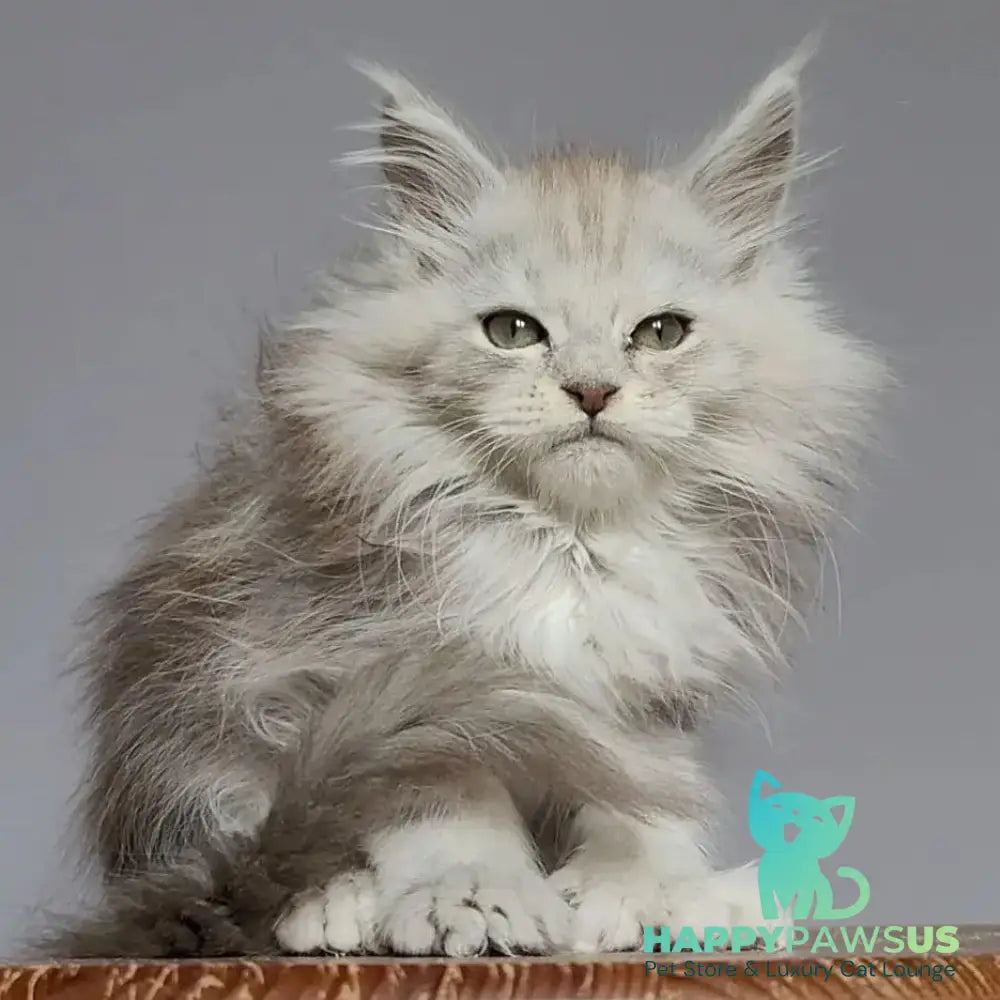Harold Maine Coon polydactyl 6x6x6x6 male black silver tabby - live animals