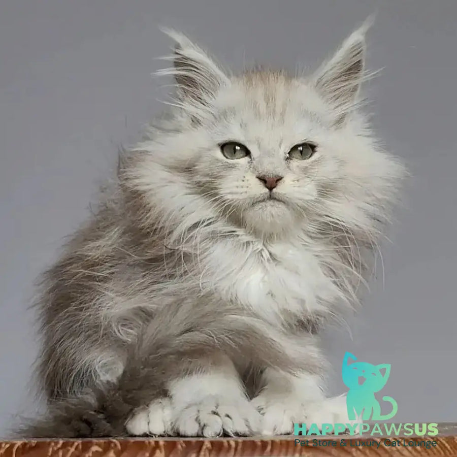 Harold Maine Coon polydactyl 6x6x6x6 male black silver tabby - live animals