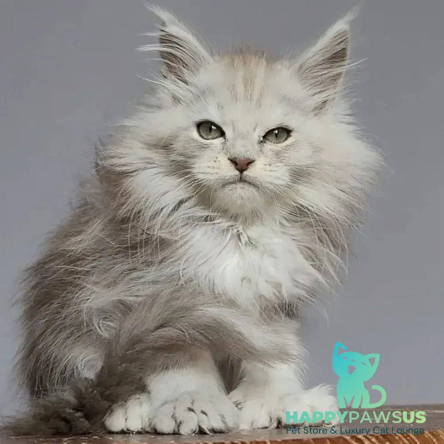 Harold Maine Coon polydactyl 6x6x6x6 male black silver tabby - live animals
