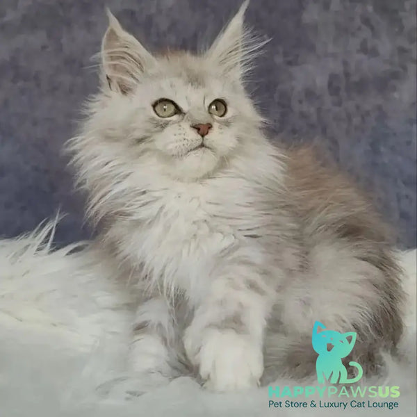 Harold Maine Coon polydactyl 6x6x6x6 male black silver tabby - live animals