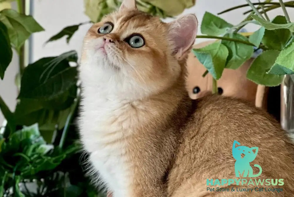 Harri British Shorthair male black golden shaded live animals