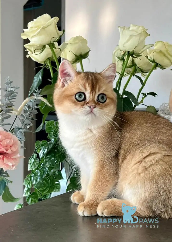 Harri British Shorthair male black golden shaded live animals