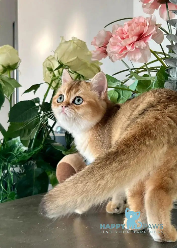 Harri British Shorthair male black golden shaded live animals