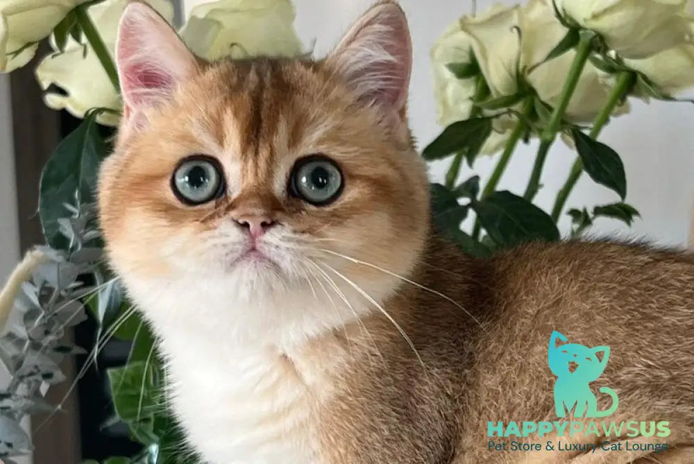 Harri British Shorthair male black golden shaded live animals