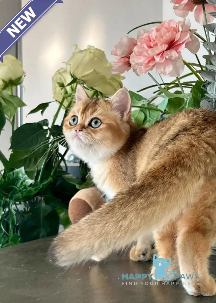 Harri British Shorthair male black golden shaded live animals