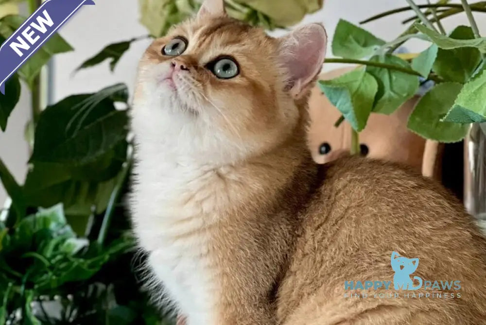 Harri British Shorthair male black golden shaded live animals