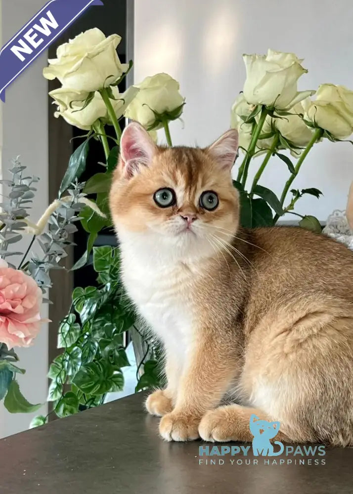 Harri British Shorthair male black golden shaded live animals