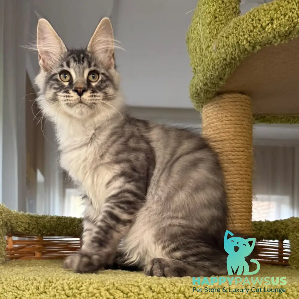 Harrik Maine Coon male black silver tabby - live animals