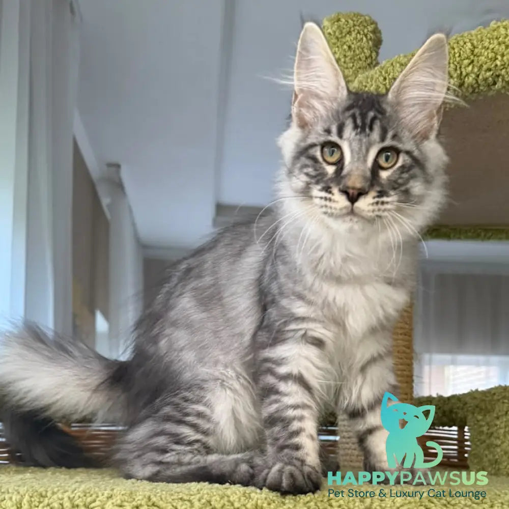 Harrik Maine Coon male black silver tabby - live animals