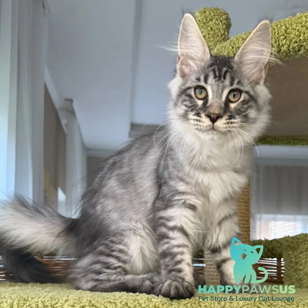 Harrik Maine Coon male black silver tabby - live animals