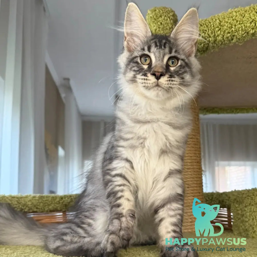 Harrik Maine Coon male black silver tabby - live animals