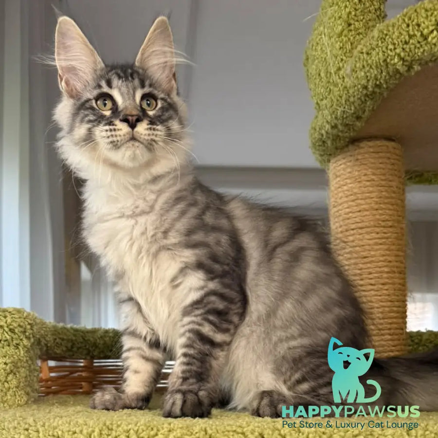 Harrik Maine Coon male black silver tabby - live animals
