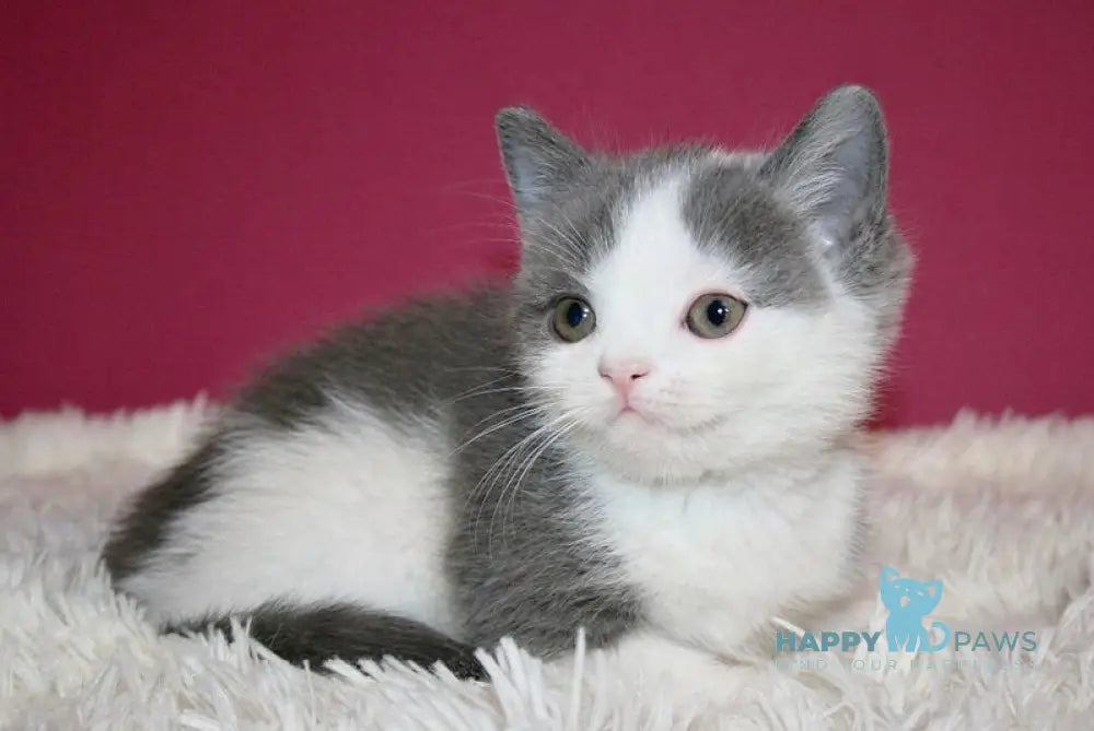 Harrison British Shorthair male blue bicolour live animals