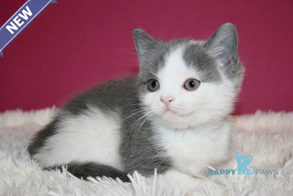 Harrison British Shorthair male blue bicolour live animals