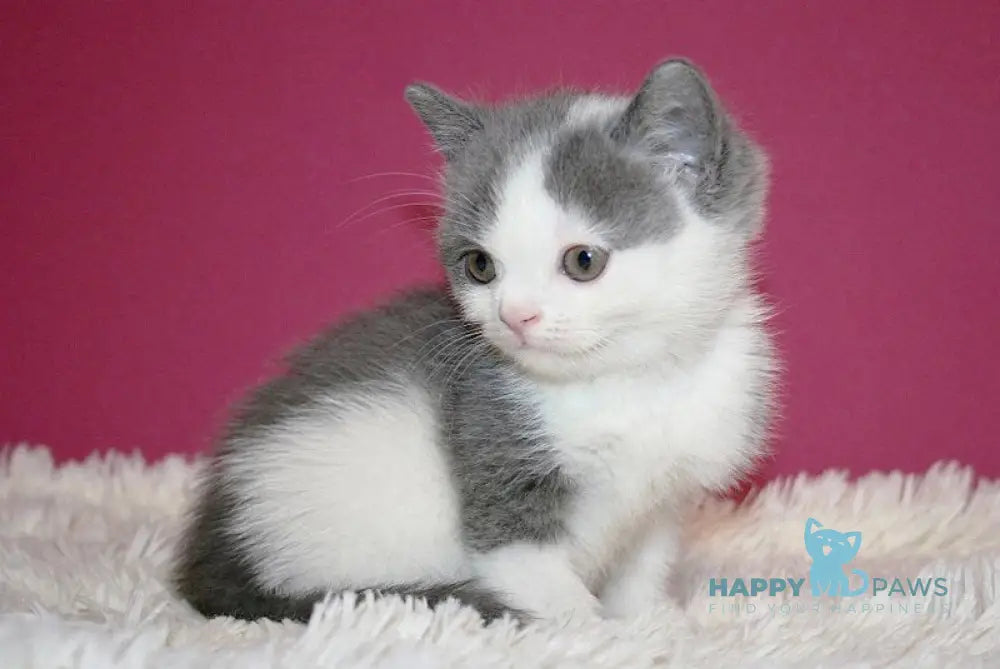 Harrison British Shorthair male blue bicolour live animals