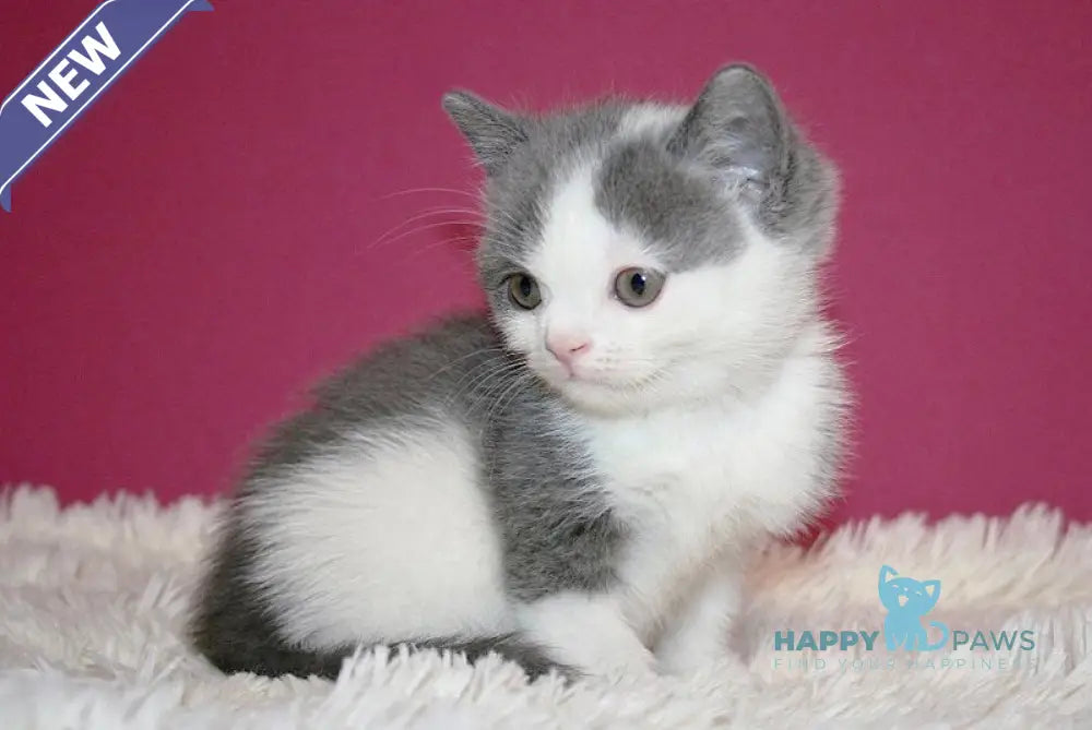 Harrison British Shorthair male blue bicolour live animals