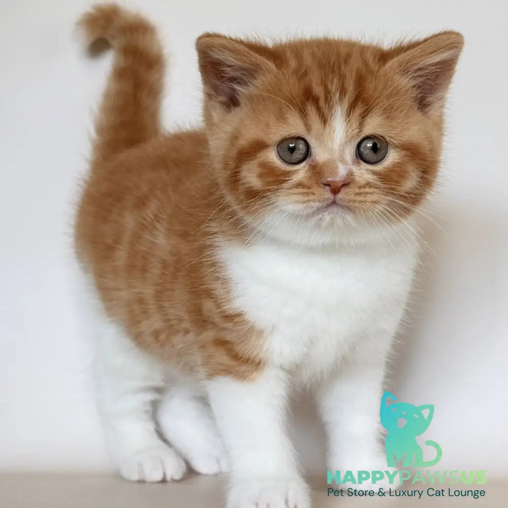 Harrison British Shorthair male red bicolour - live animals