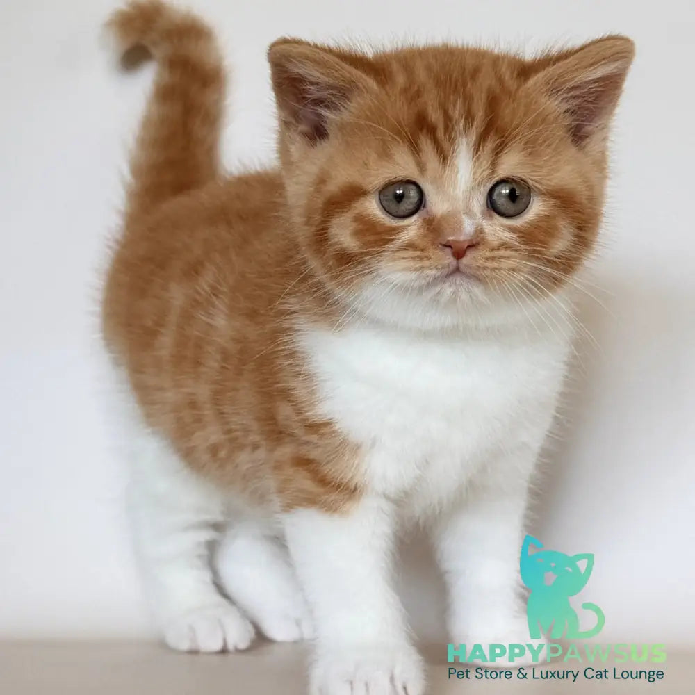 Harrison British Shorthair male red bicolour - live animals