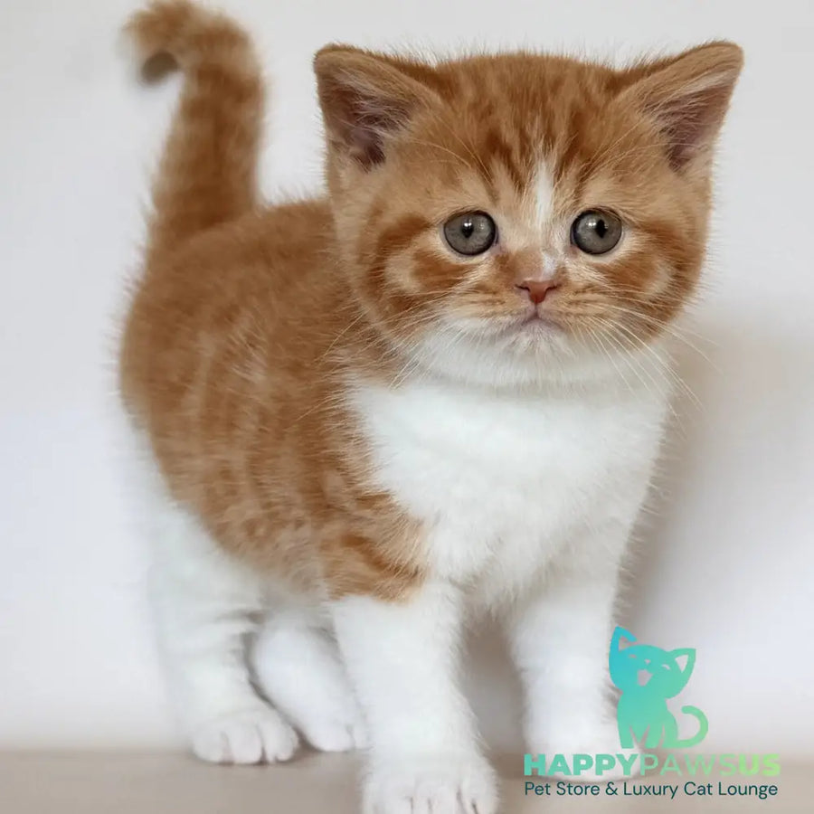 Harrison British Shorthair male red bicolour - live animals