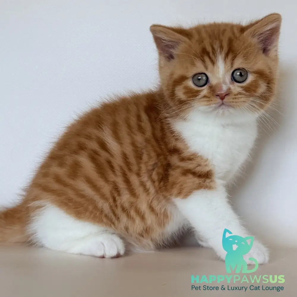 Harrison British Shorthair male red bicolour - live animals