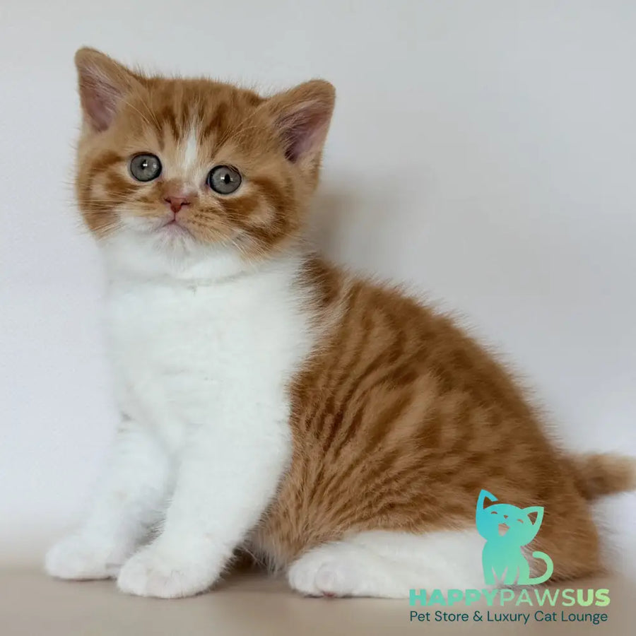 Harrison British Shorthair male red bicolour - live animals