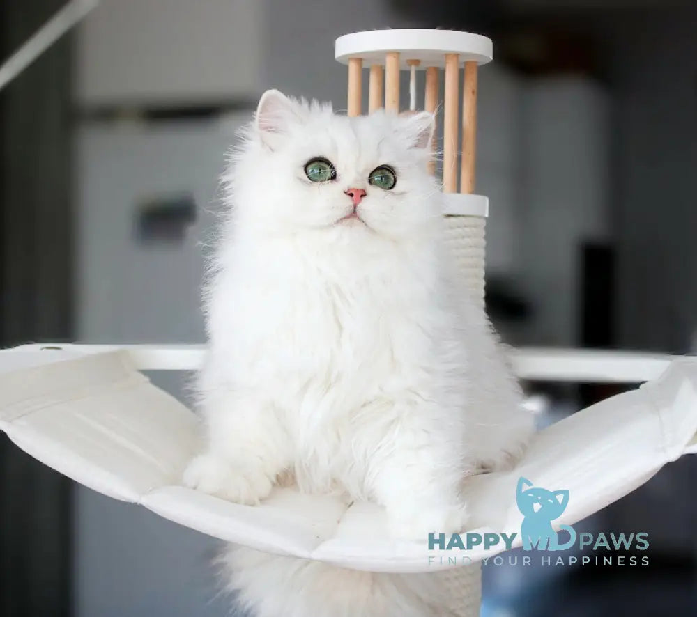 Harry British Longhair male black silver shaded live animals