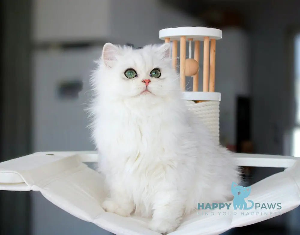 Harry British Longhair male black silver shaded live animals