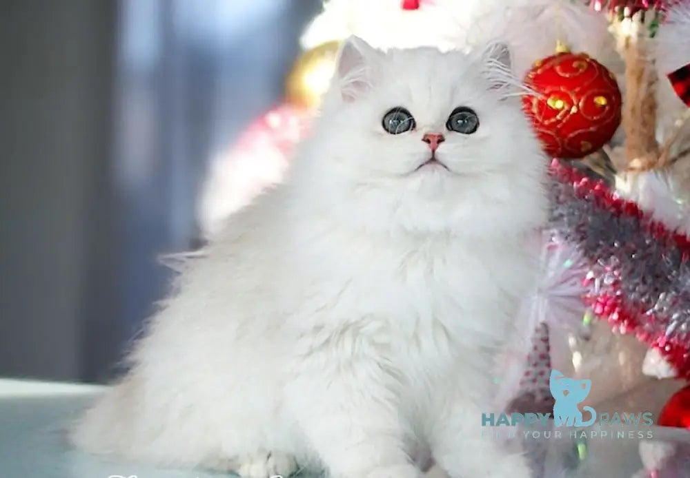 Harry British Longhair male black silver shaded live animals