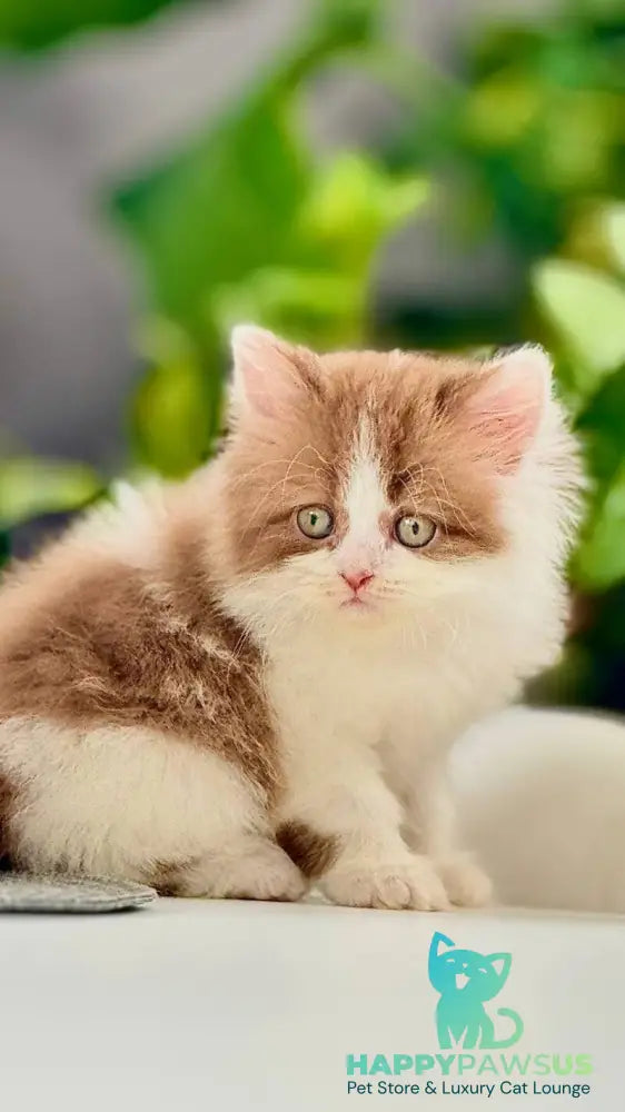 Harry British Longhair male cinnamon bicolour - live animals