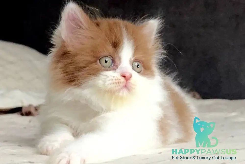 Harry British Longhair male cinnamon bicolour - live animals