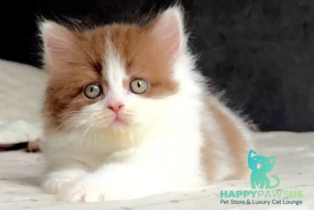 Harry British Longhair male cinnamon bicolour - live animals